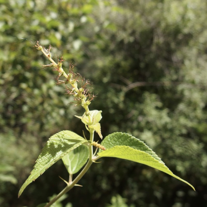Acalypha papillosa photo 3