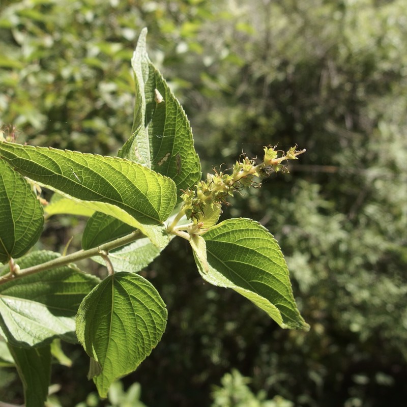 Acalypha papillosa photo 5
