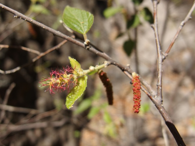 Acalypha papillosa photo 6