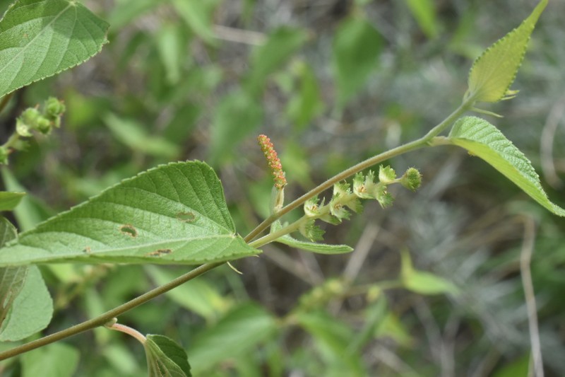 Acalypha papillosa photo 7