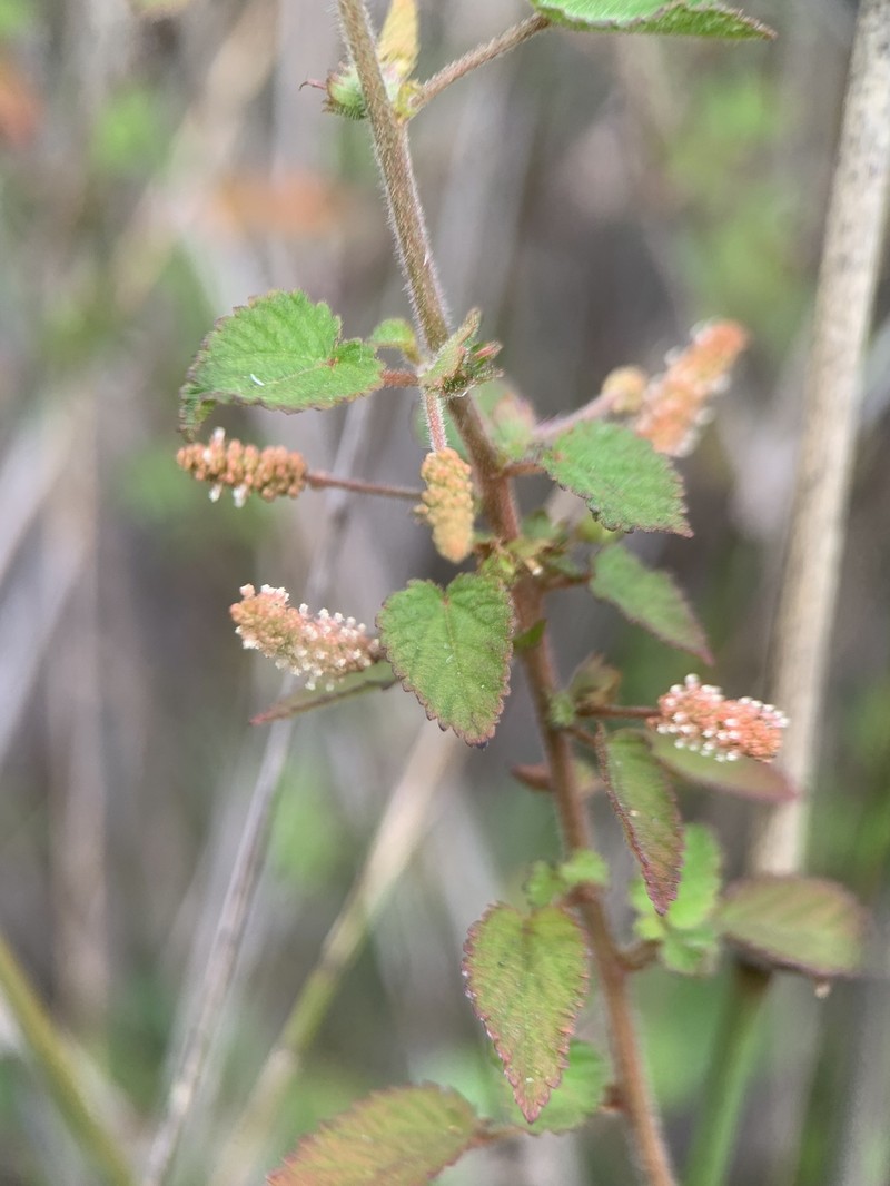Acalypha parvula photo 2
