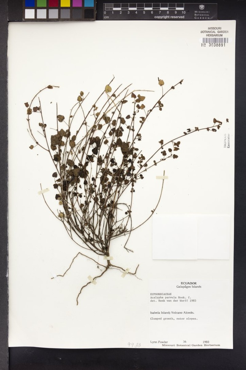 Acalypha parvula photo 3