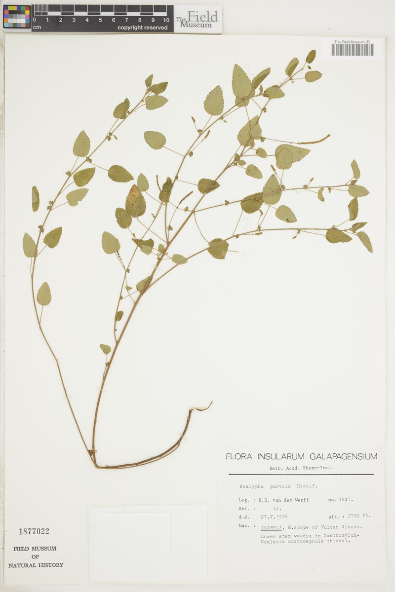 Acalypha parvula photo 4