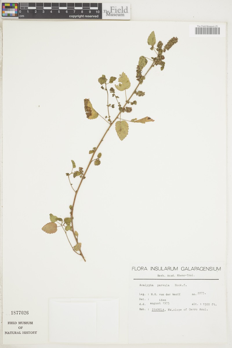 Acalypha parvula photo 5