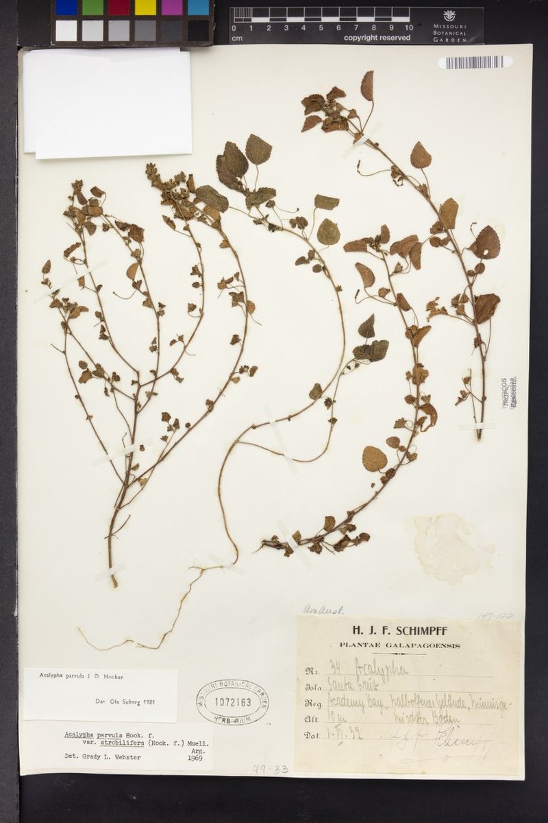 Acalypha parvula photo 6