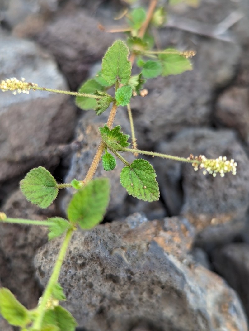 Acalypha parvula photo 7