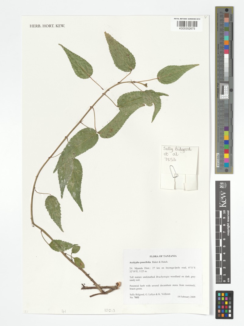 Acalypha paucifolia