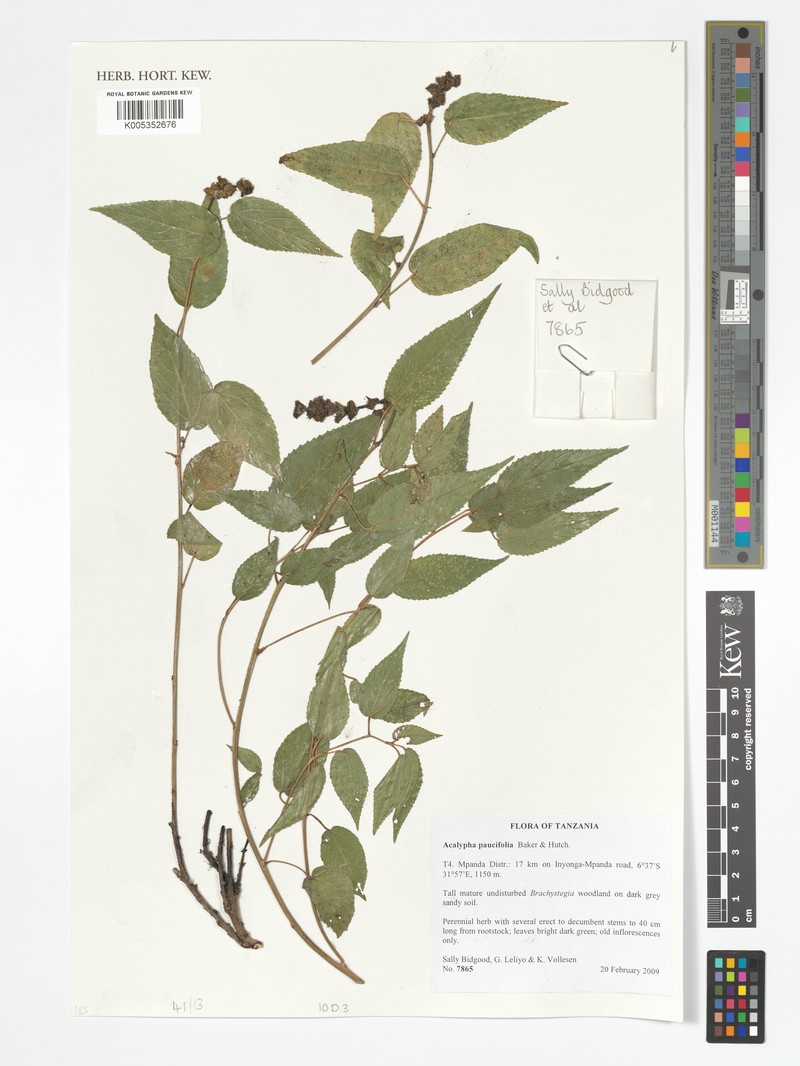 Acalypha paucifolia photo 2