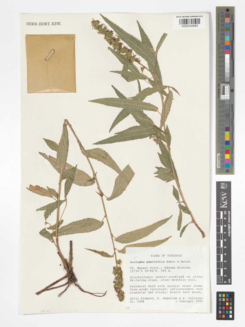 Acalypha paucifolia photo 3