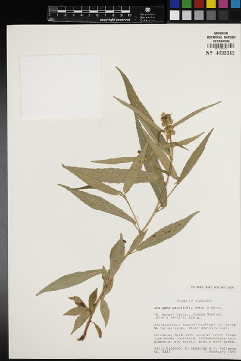 Acalypha paucifolia photo 4
