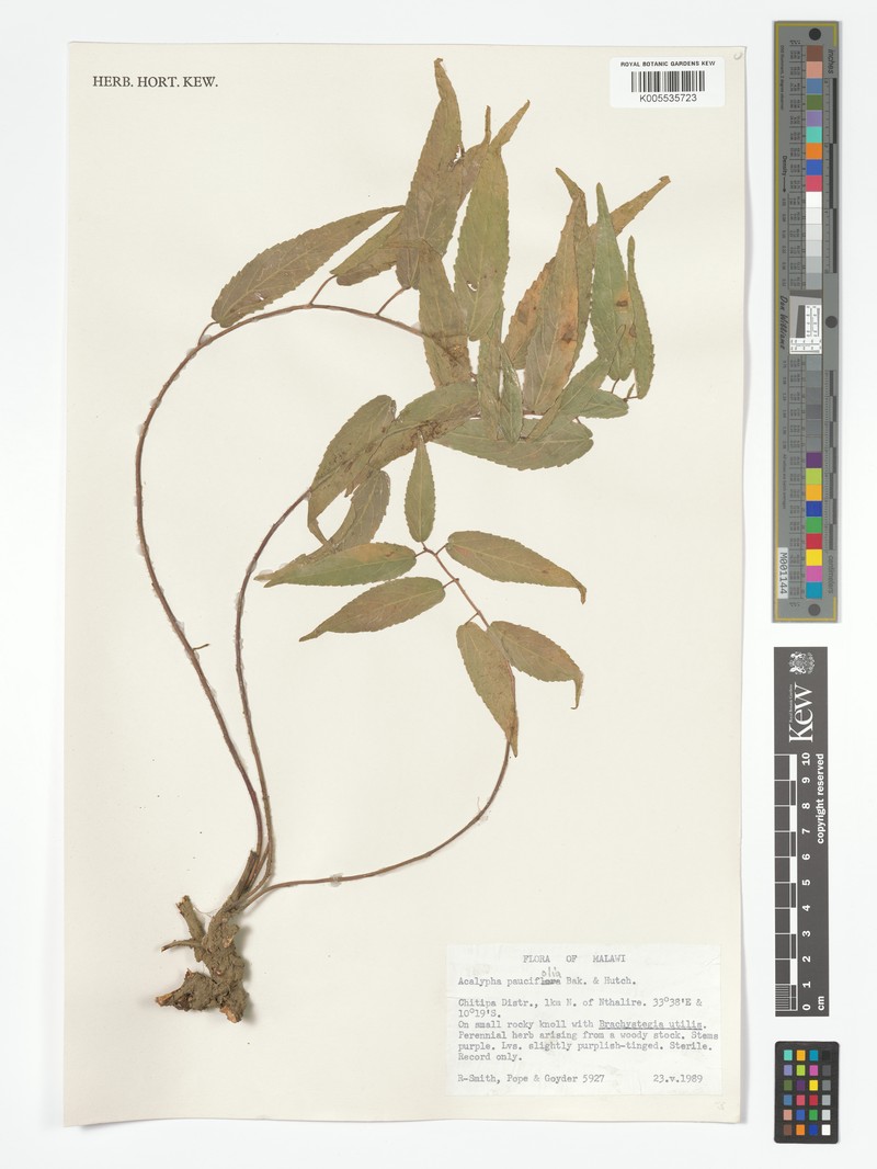Acalypha paucifolia photo 5