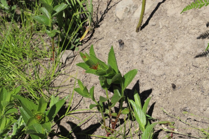 Acalypha peduncularis photo 5