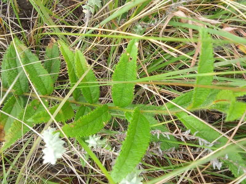 Acalypha peduncularis photo 8