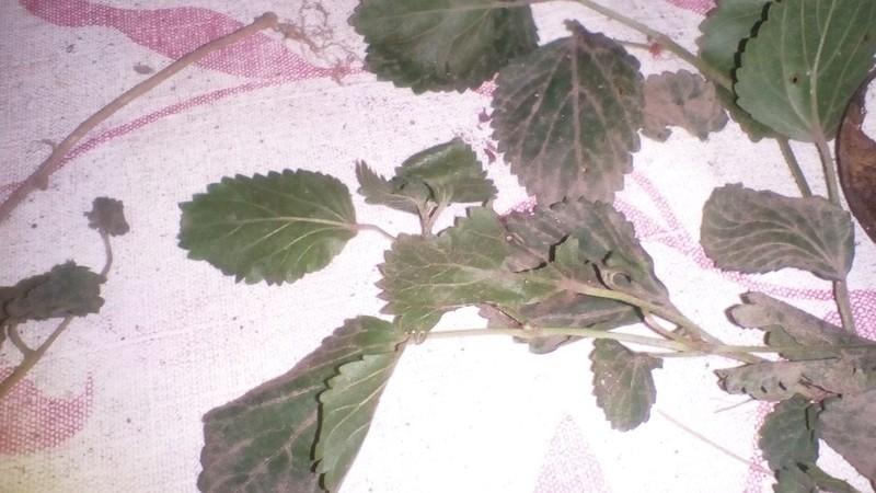 Acalypha pendula photo 2