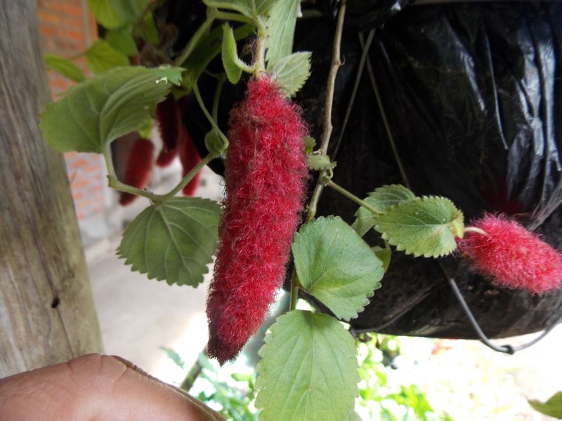 Acalypha pendula photo 3