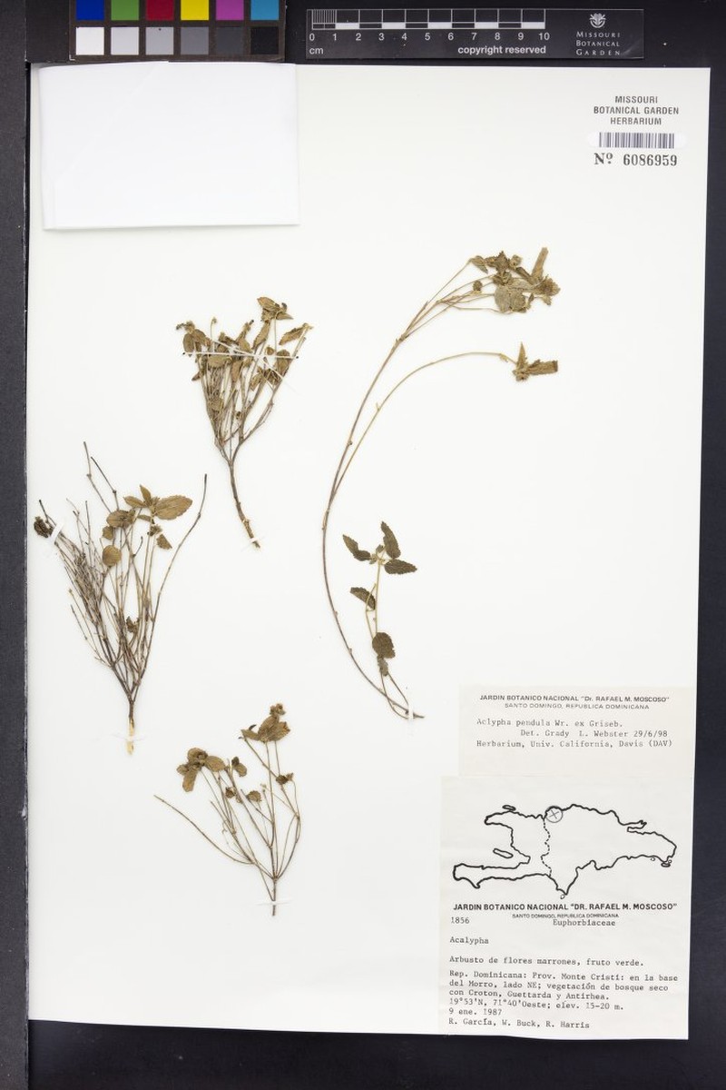 Acalypha pendula photo 4