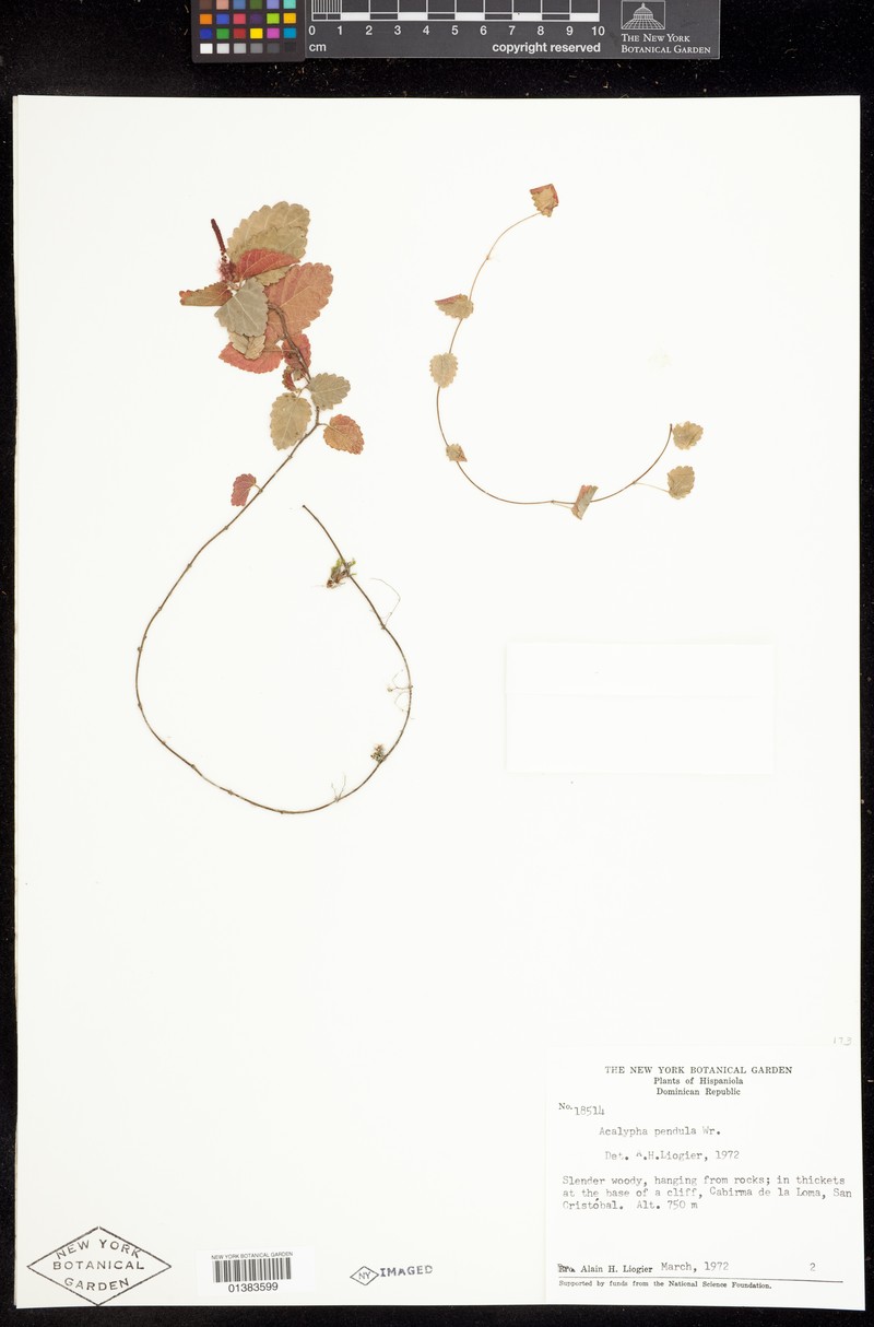 Acalypha pendula photo 5