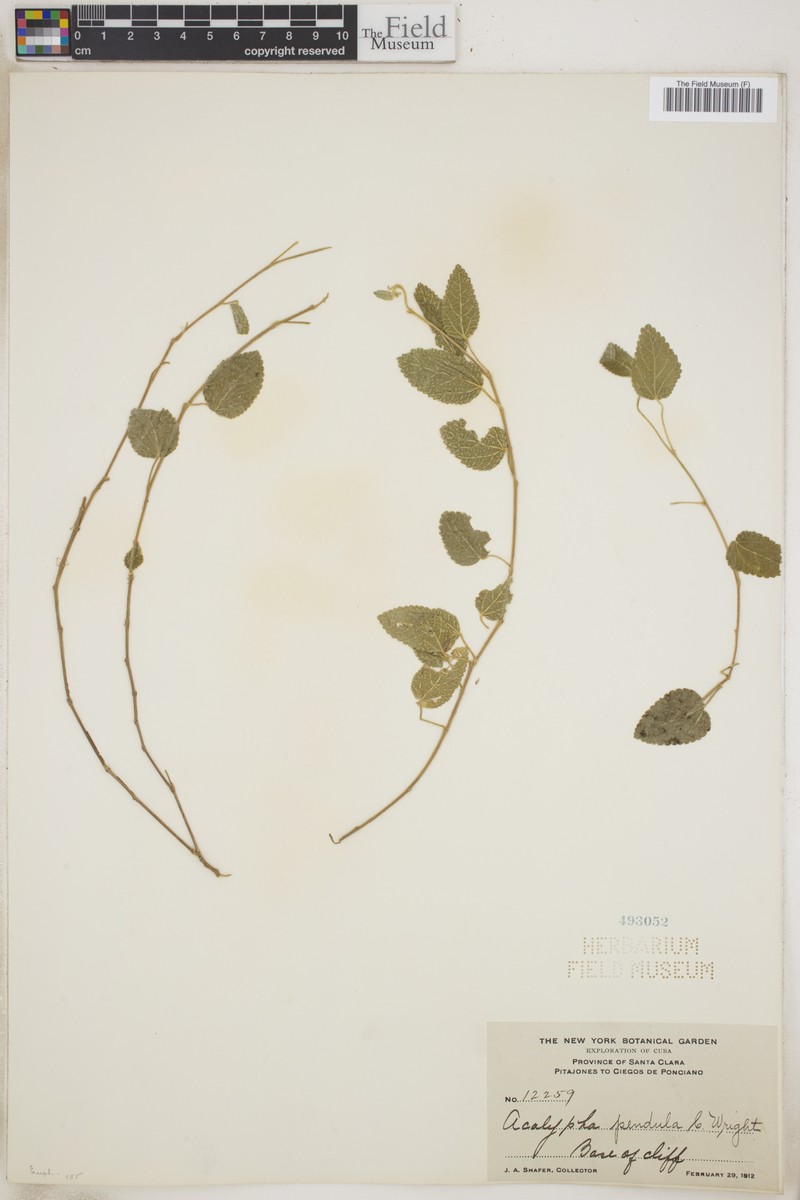 Acalypha pendula photo 6