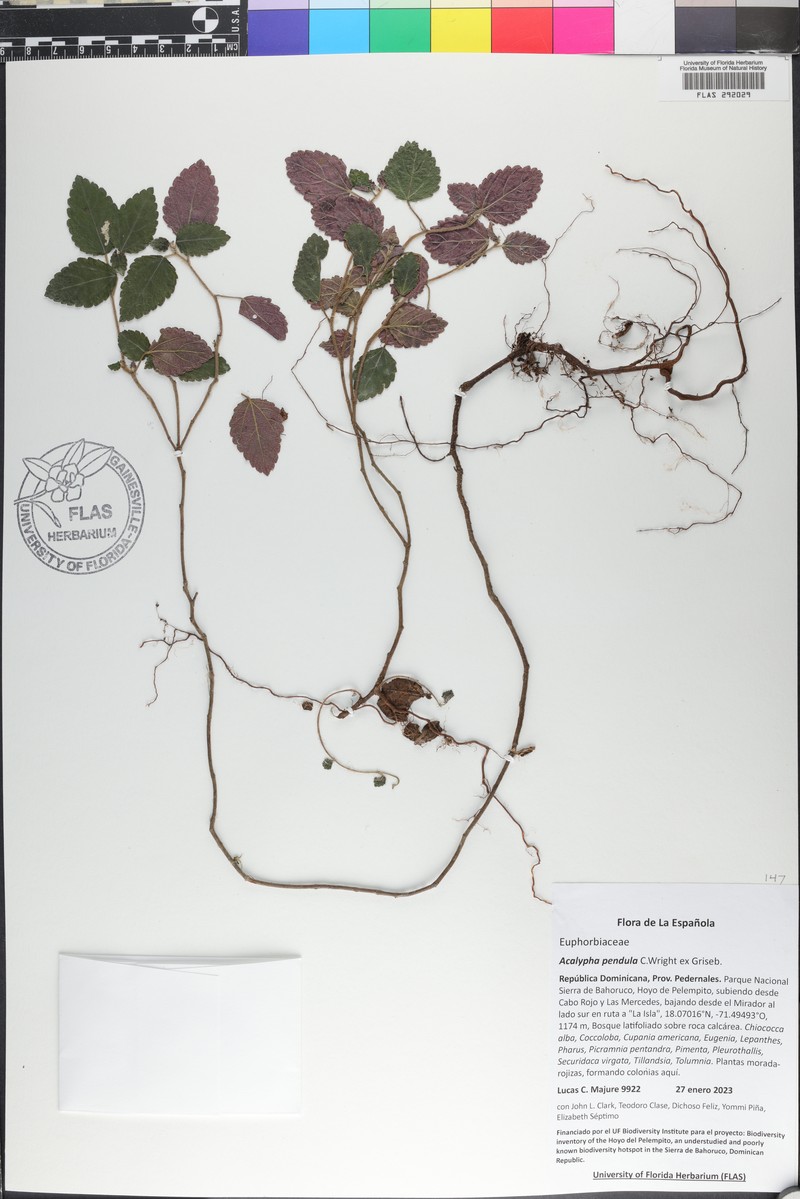 Acalypha pendula photo 7