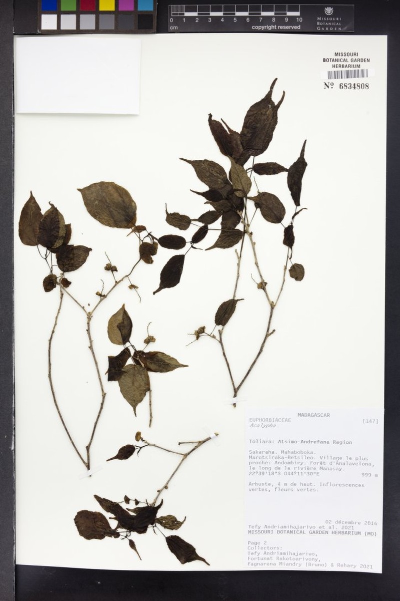 Acalypha perrieri
