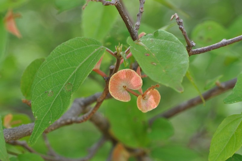 Acalypha perrieri photo 2