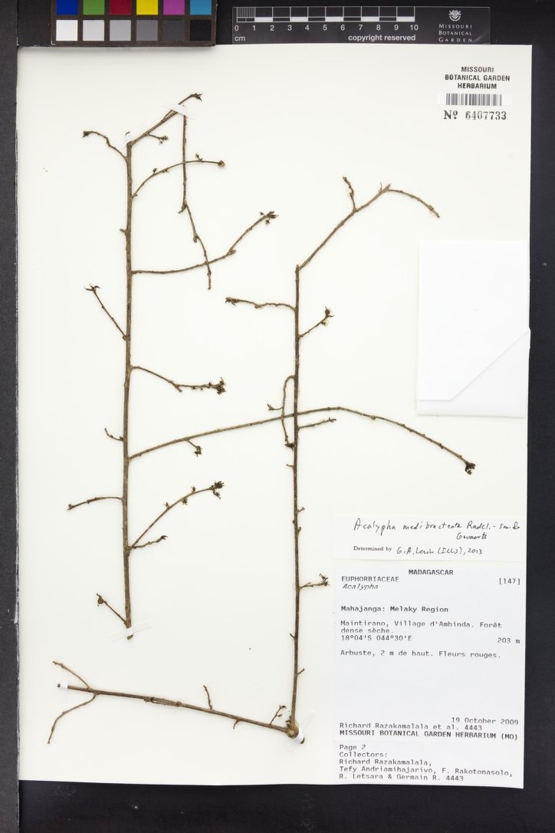 Acalypha perrieri photo 3