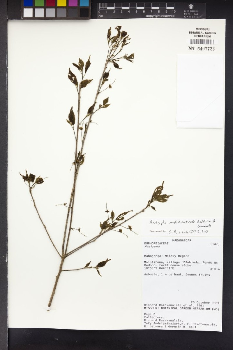 Acalypha perrieri photo 4
