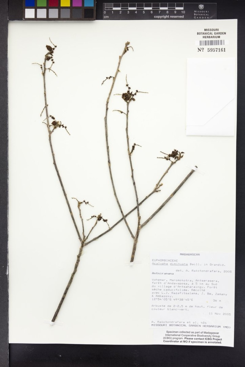 Acalypha perrieri photo 5