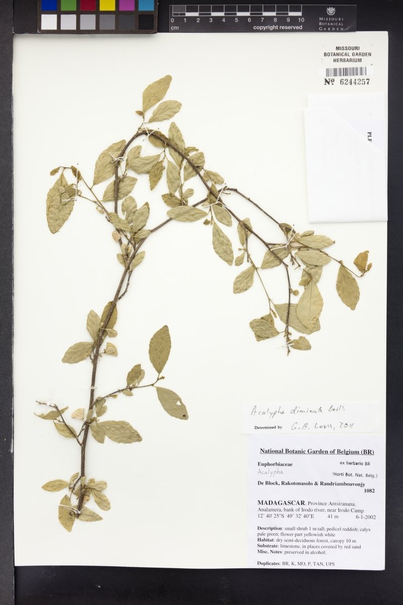 Acalypha perrieri photo 6
