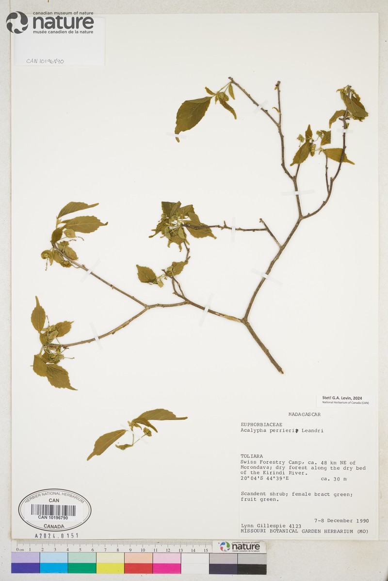 Acalypha perrieri photo 7