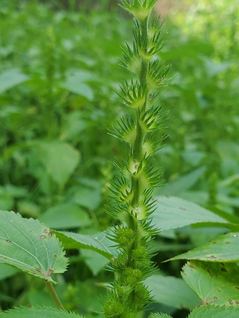 Pineland Threeseed Mercury