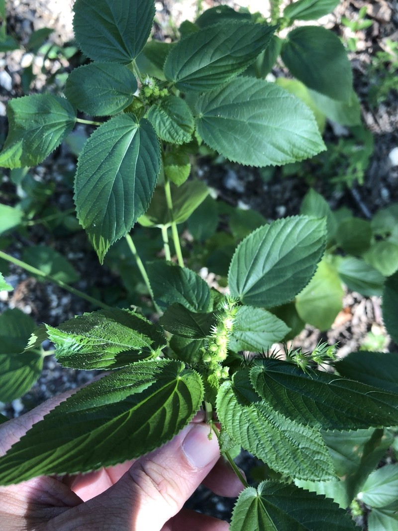 Pineland Threeseed Mercury photo 2