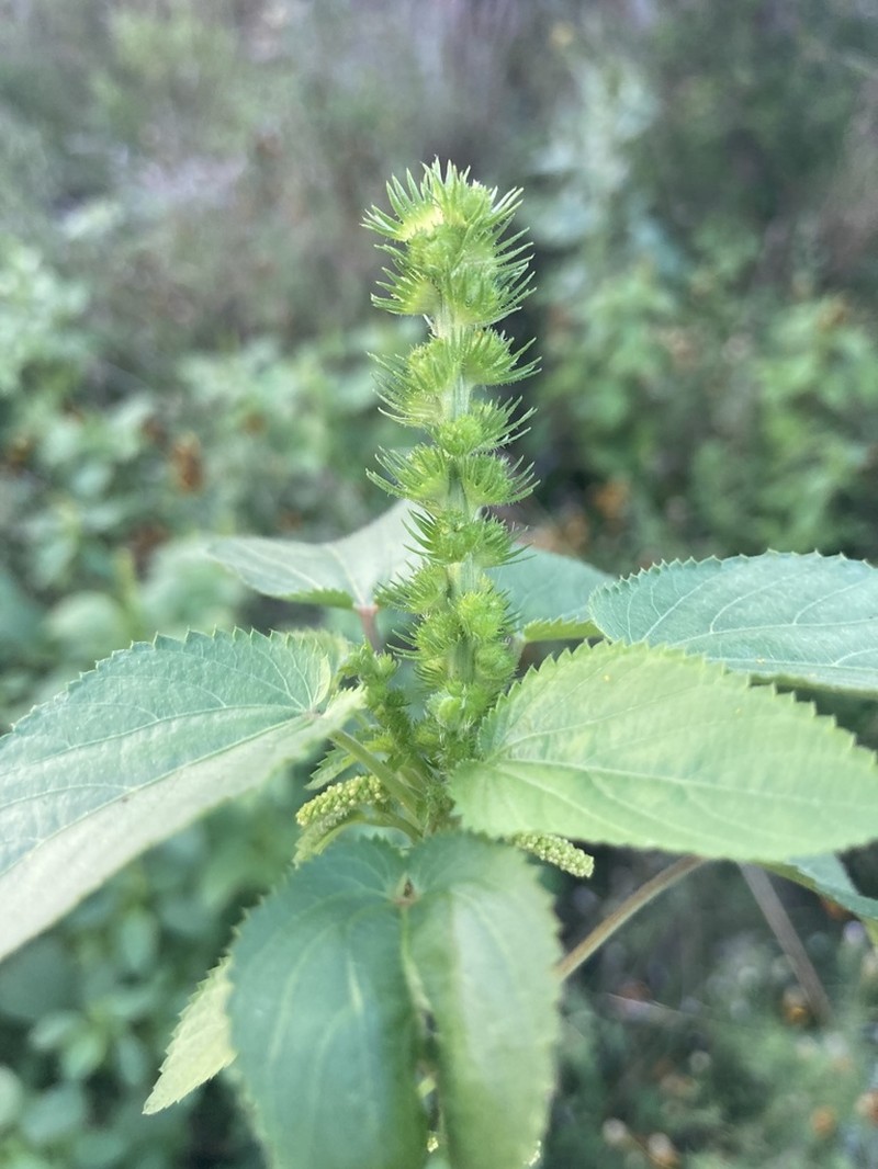 Pineland Threeseed Mercury photo 3
