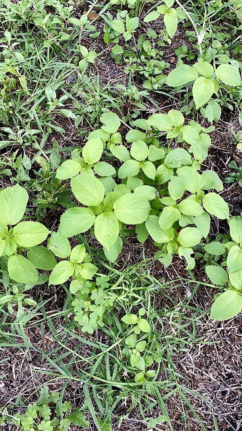 Pineland Threeseed Mercury photo 4