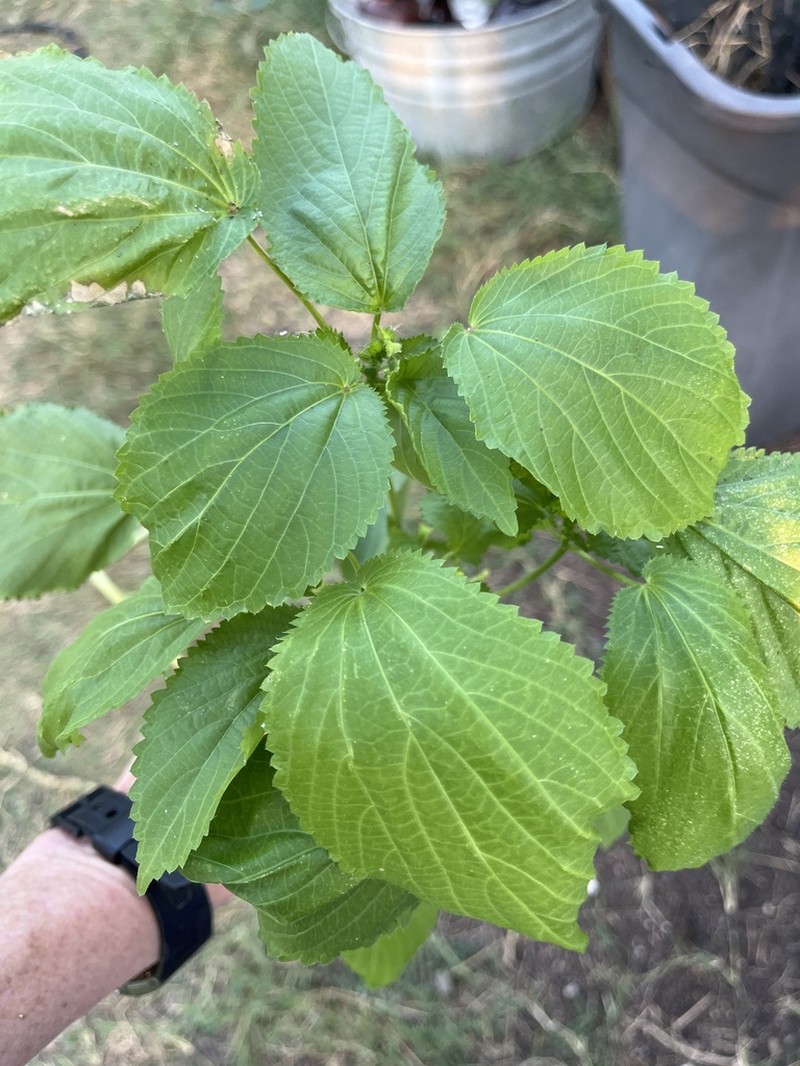 Pineland Threeseed Mercury photo 5