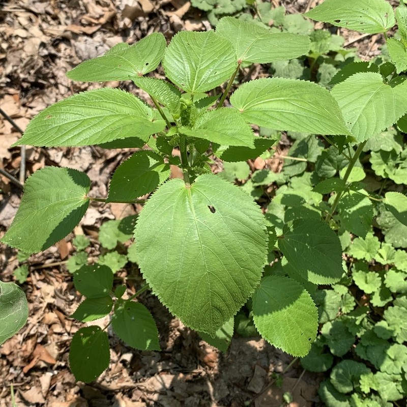 Pineland Threeseed Mercury photo 6