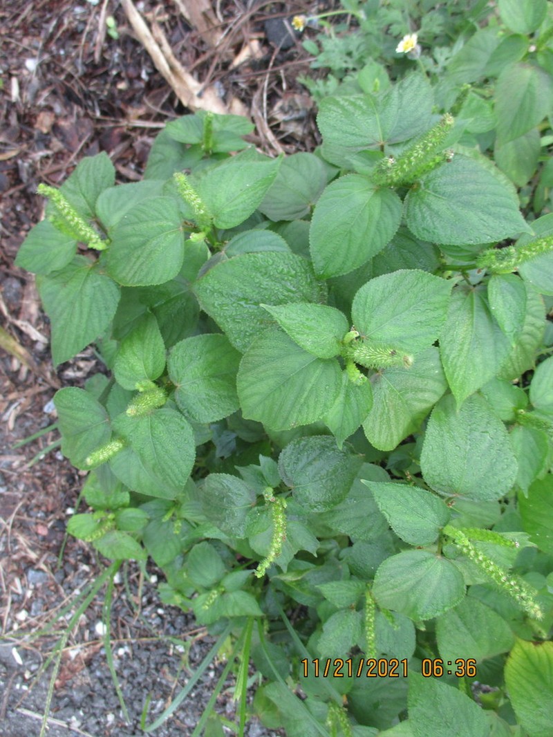 Pineland Threeseed Mercury photo 7