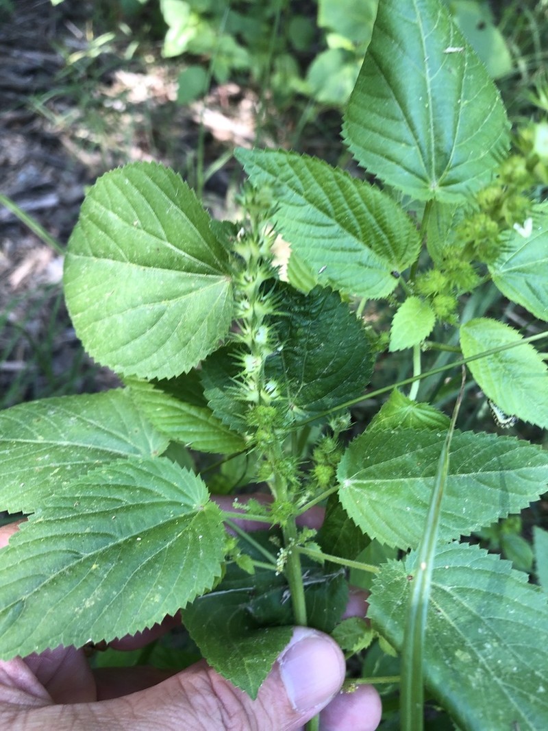 Pineland Threeseed Mercury photo 8