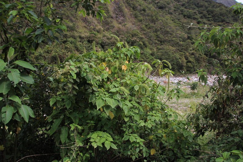 Acalypha peruviana