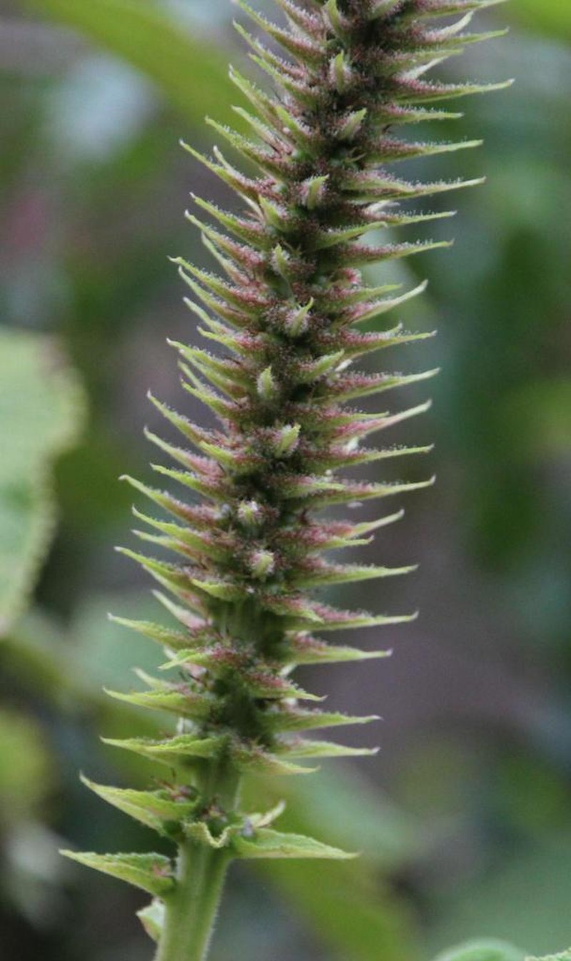 Acalypha peruviana photo 2