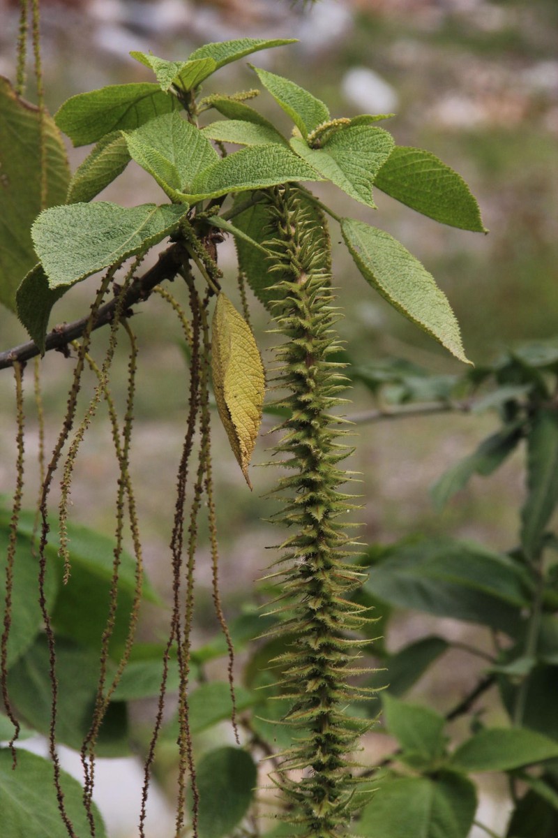 Acalypha peruviana photo 3