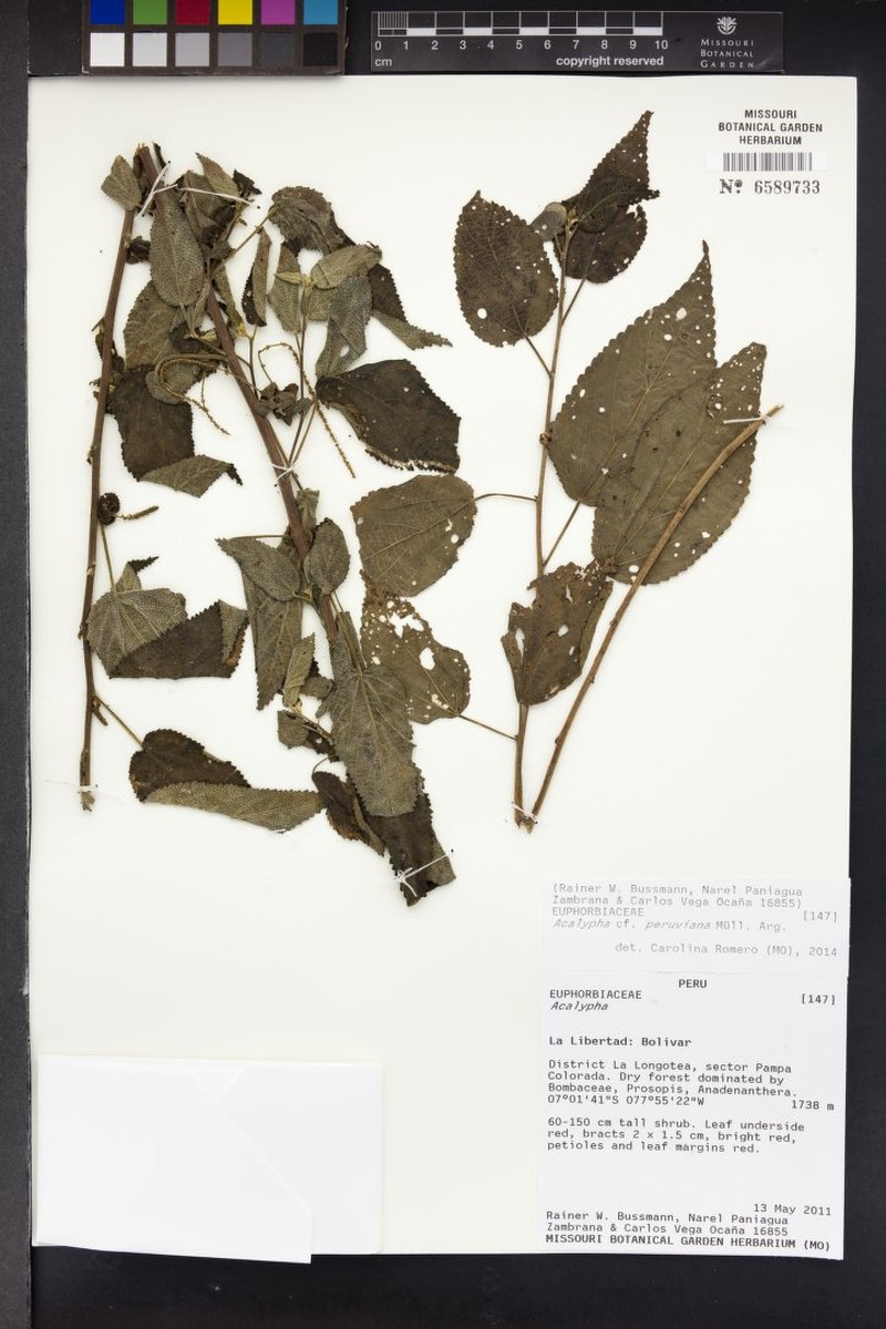 Acalypha peruviana photo 5
