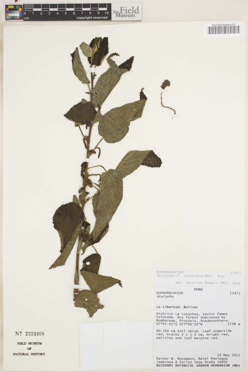 Acalypha peruviana photo 6