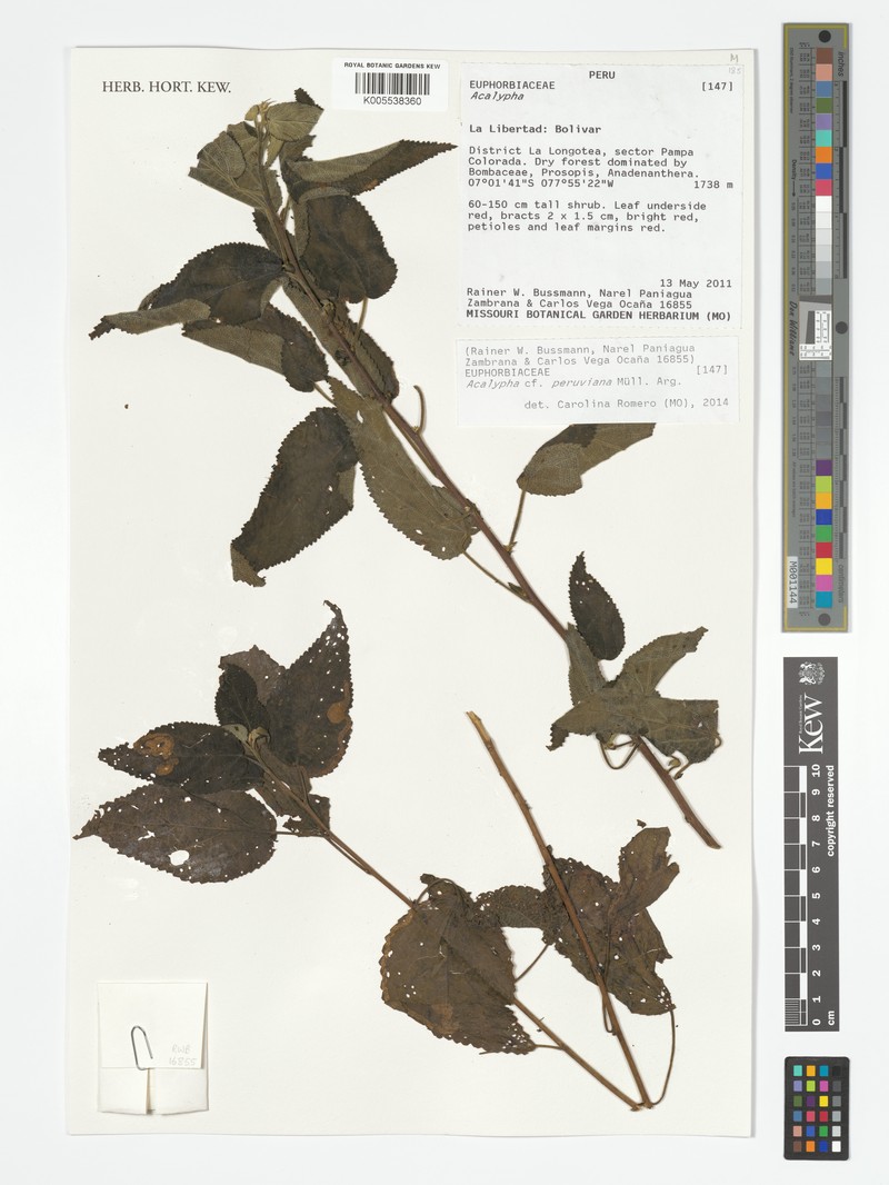 Acalypha peruviana photo 7
