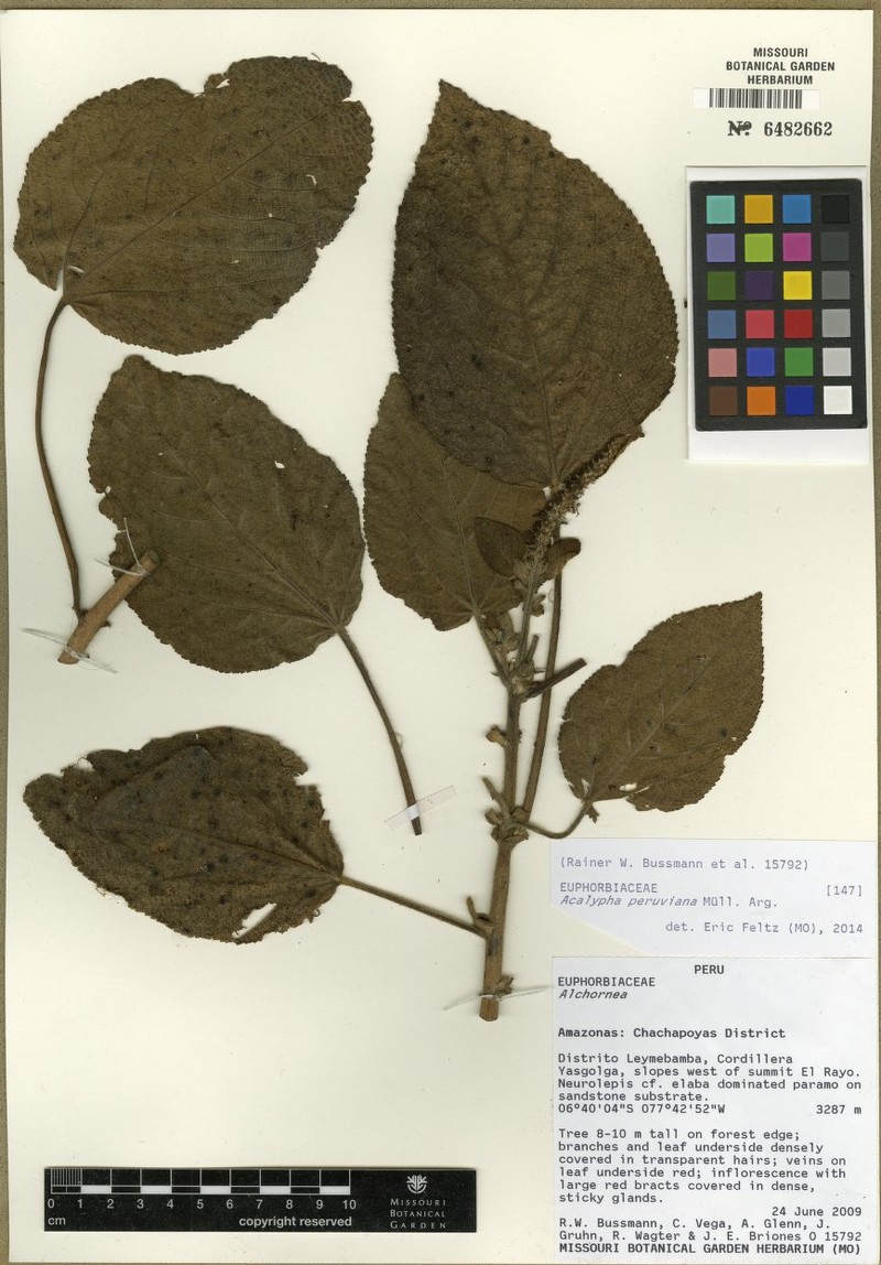 Acalypha peruviana photo 8