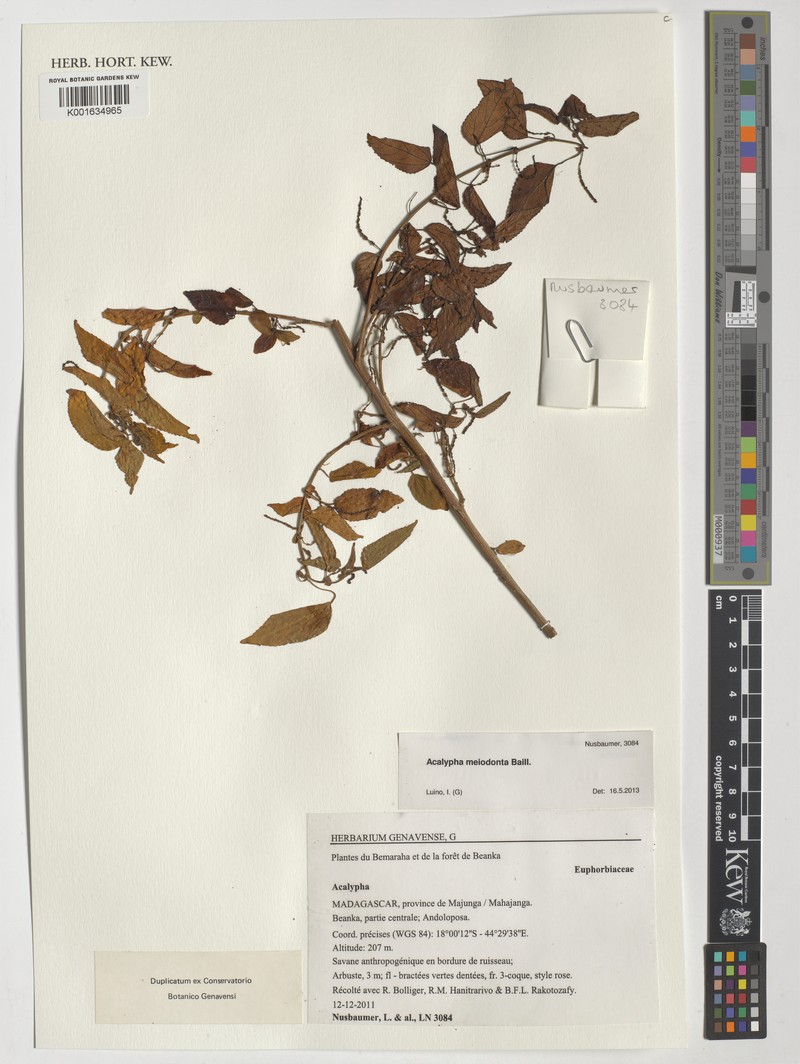 Acalypha pervilleana