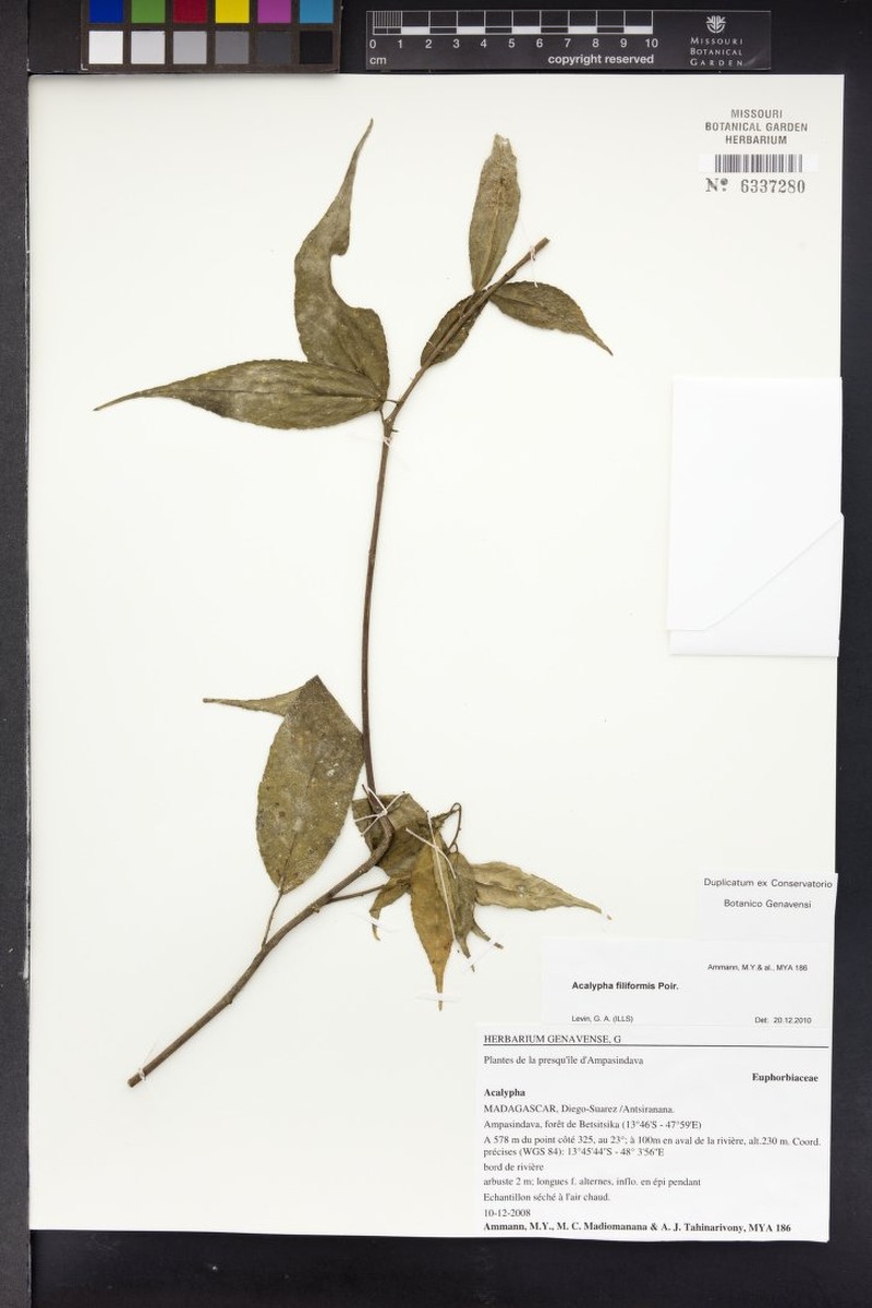 Acalypha pervilleana photo 2