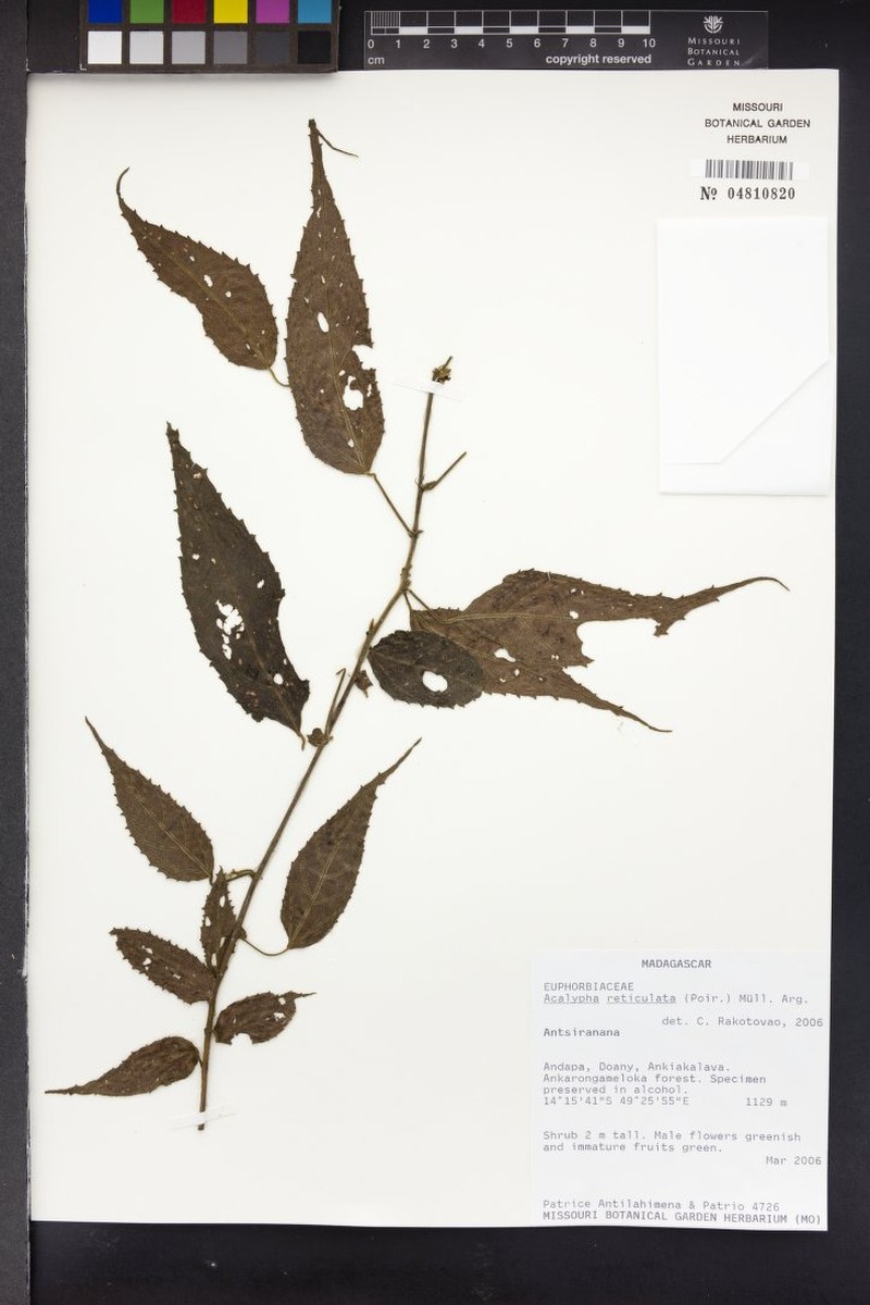 Acalypha pervilleana photo 3