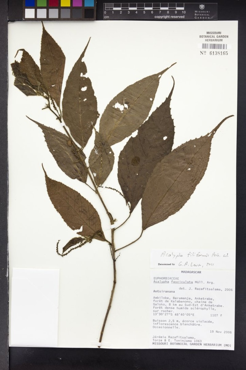 Acalypha pervilleana photo 4