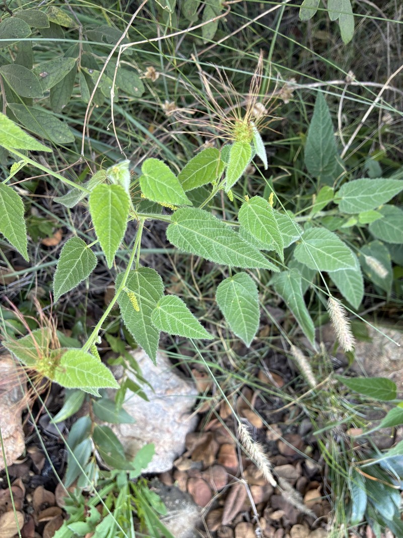 Acalypha petiolaris